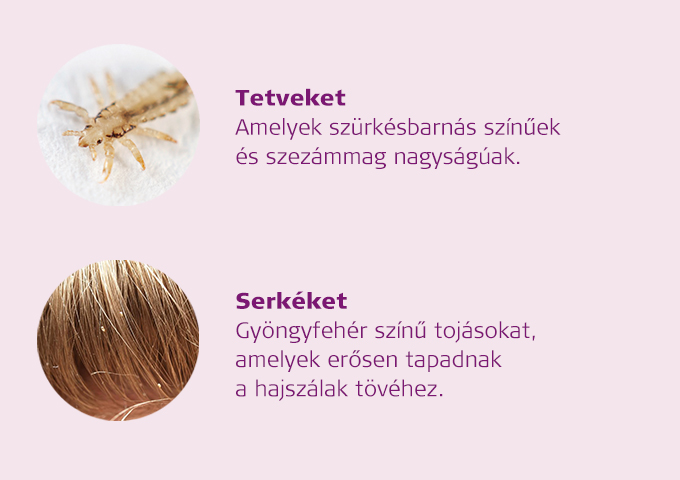 louselifecycle